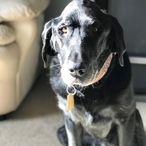 Meet your Posher, Janice